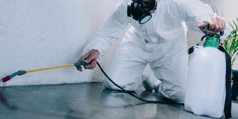 Como é Feita a Dedetização de Baratas em São José dos Pinhais: Conheça 6 Métodos Como é feita a dedetização de baratas em São José dos Pinhais